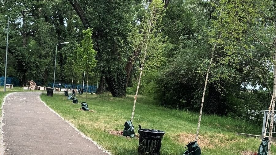 A facsemeték estek áldozatul a május elsejei miccsezésnek