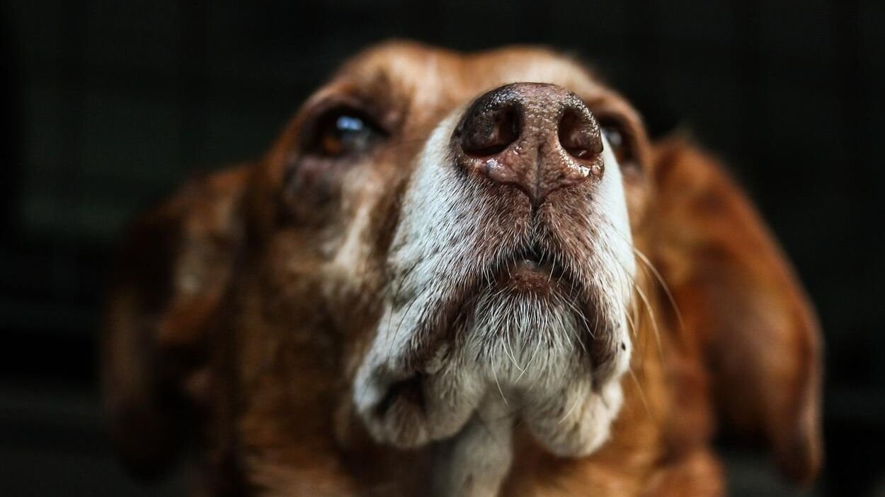 Mit tegyél, ha bőrkinövéseket találsz a kutyádon? (x)