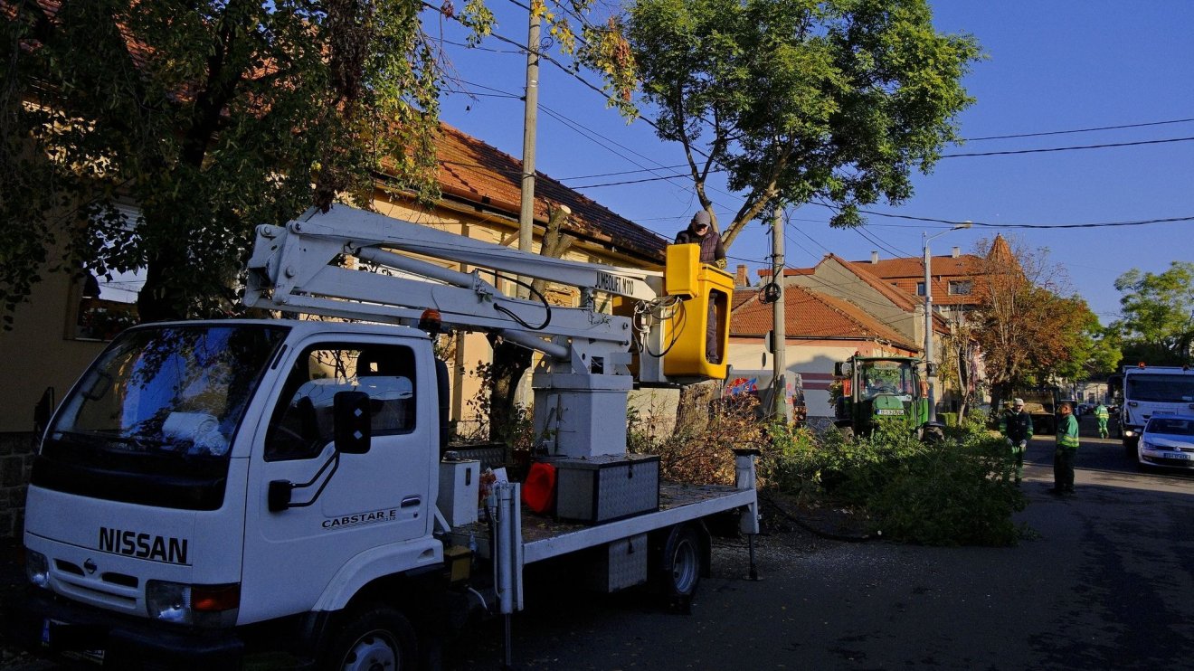 Folytatódik a fák metszése és kivágása Nagyváradon
