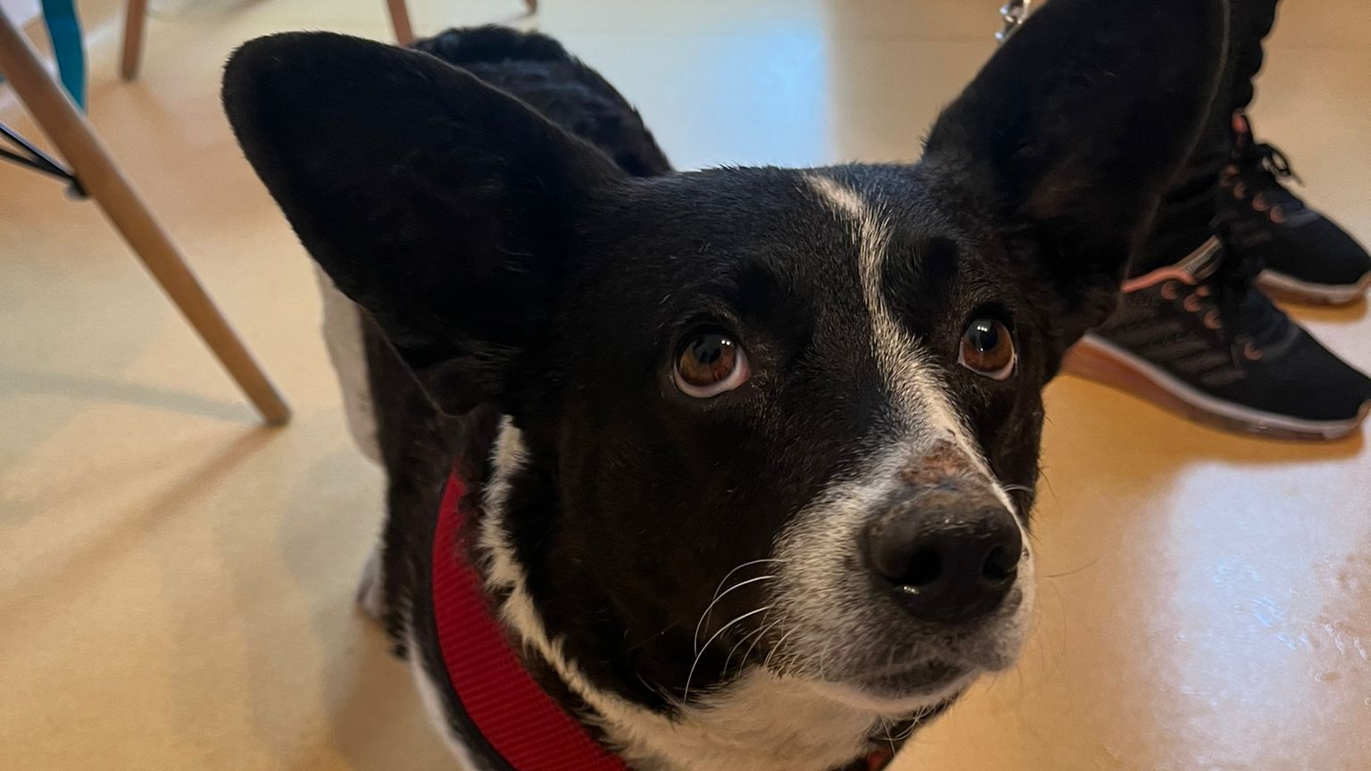 Folytatódik a kutyák ingyenes ivartalanítási programja