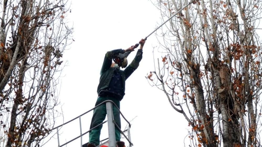 Folytatódnak a fametszések Nagyváradon