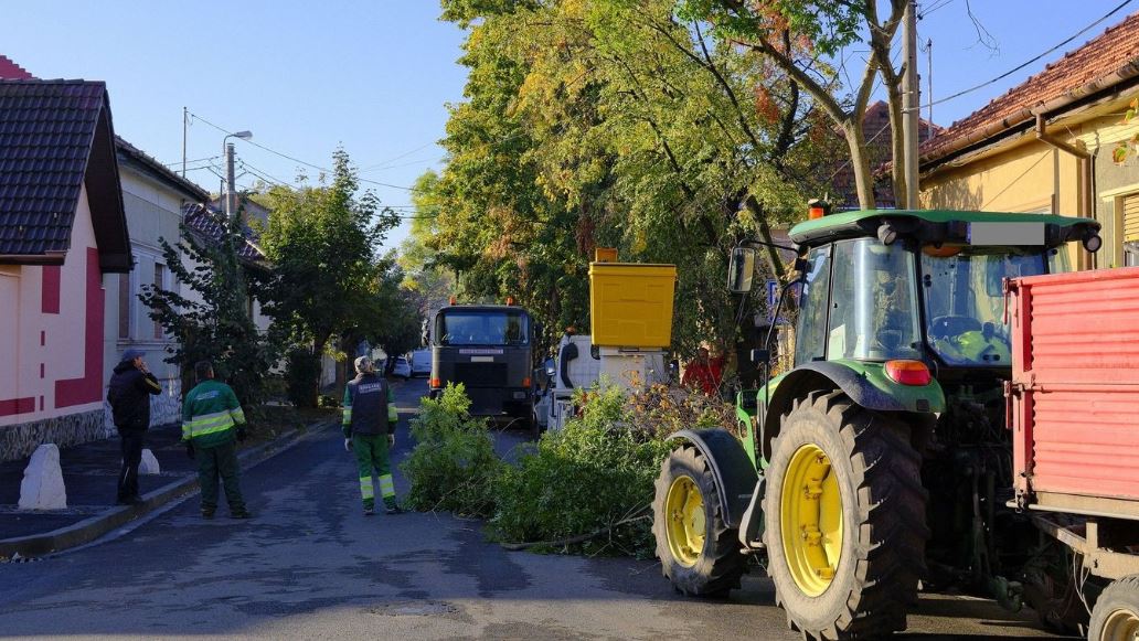 Folytatódnak a fametszések Nagyváradon