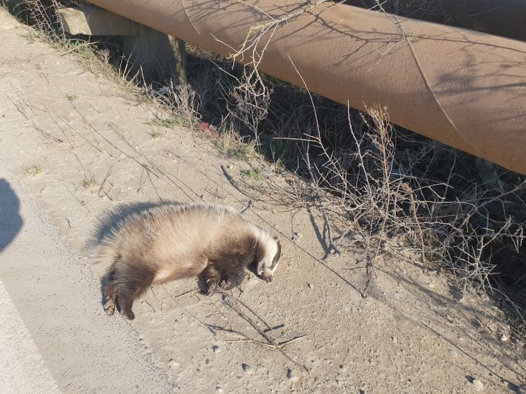 Mindennapos látvány: elgázolt állatok az utakon és az utak mentén