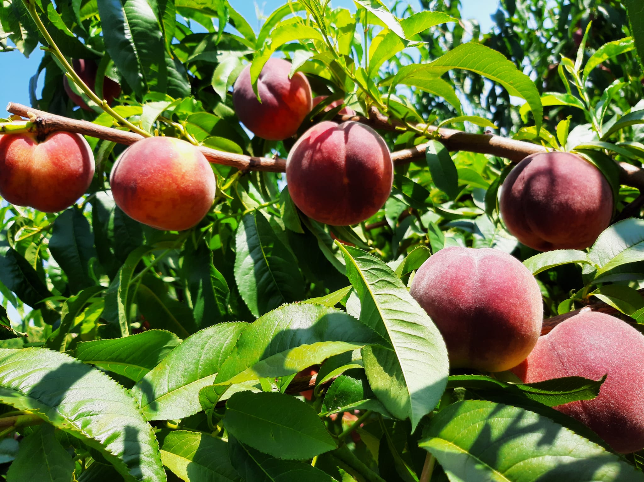 Rendkívüli támogatást igényelnek a gyümölcs- és szőlőtermesztők kárenyhítésére