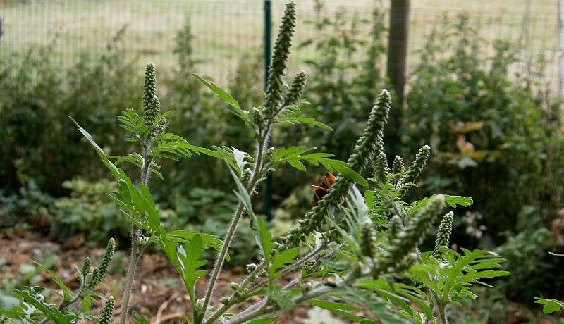 Parlagfű: mit kell tudniuk a telektulajdonosoknak?