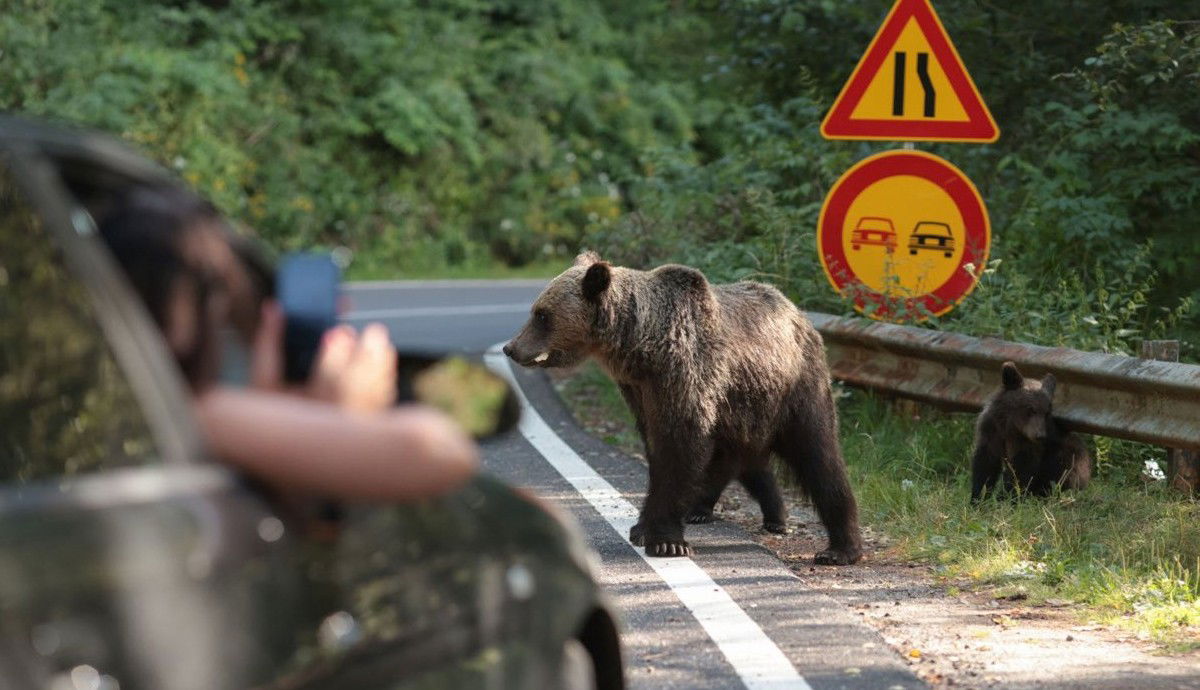 Újabb medvetámadás történt a Transzfogarason, ezúttal is egy külföldi motoros az áldozat