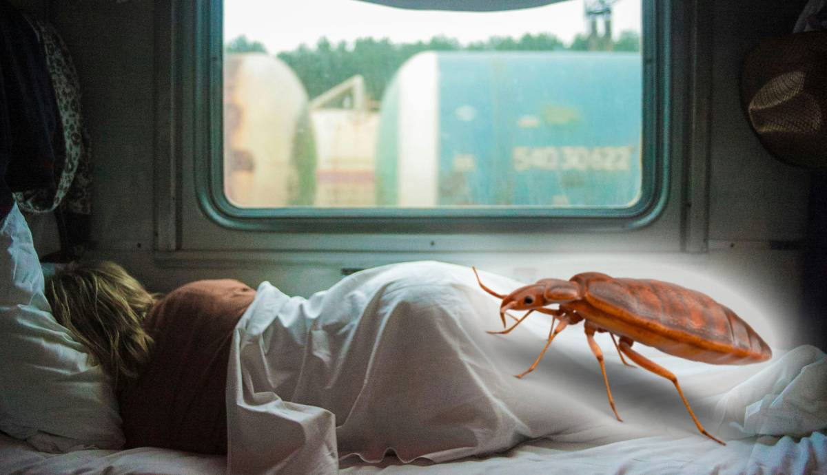 Hálókocsis vonatozás 2025-ben: kórházba juttattak egy nőt a poloskacsípések – hírek vasárnap