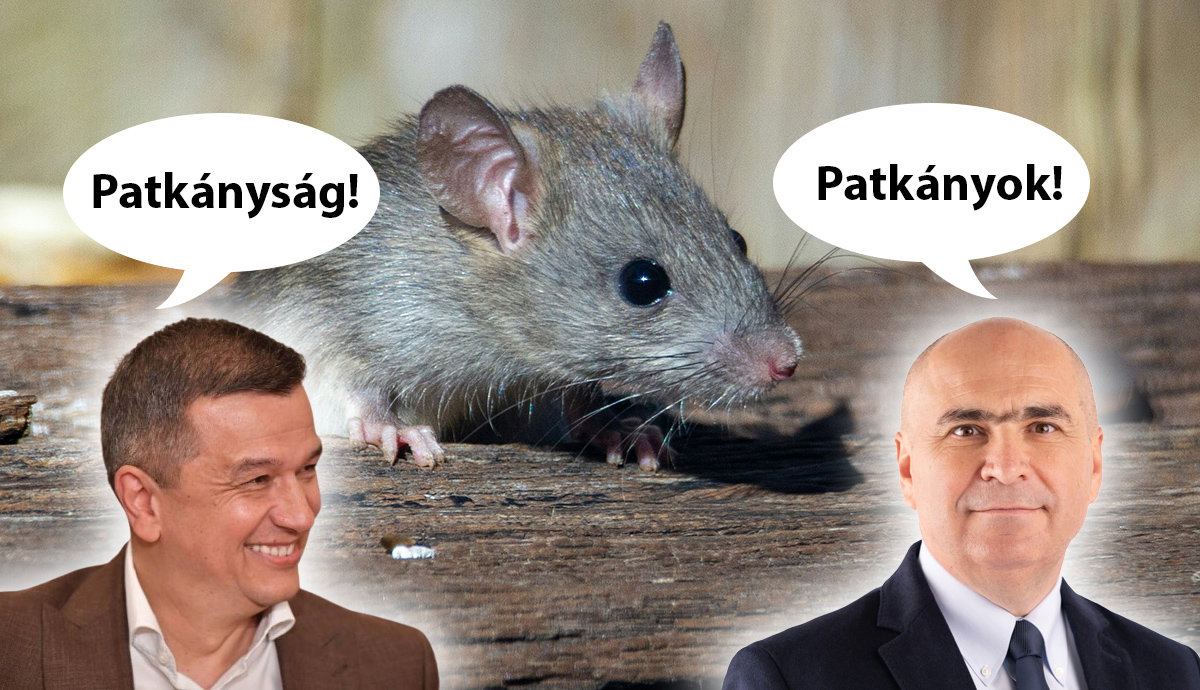 Szintet léptek a koalíciós veszekedésben, már a patkányozásnál tart Bolojan és Grindeanu – hírek szombaton