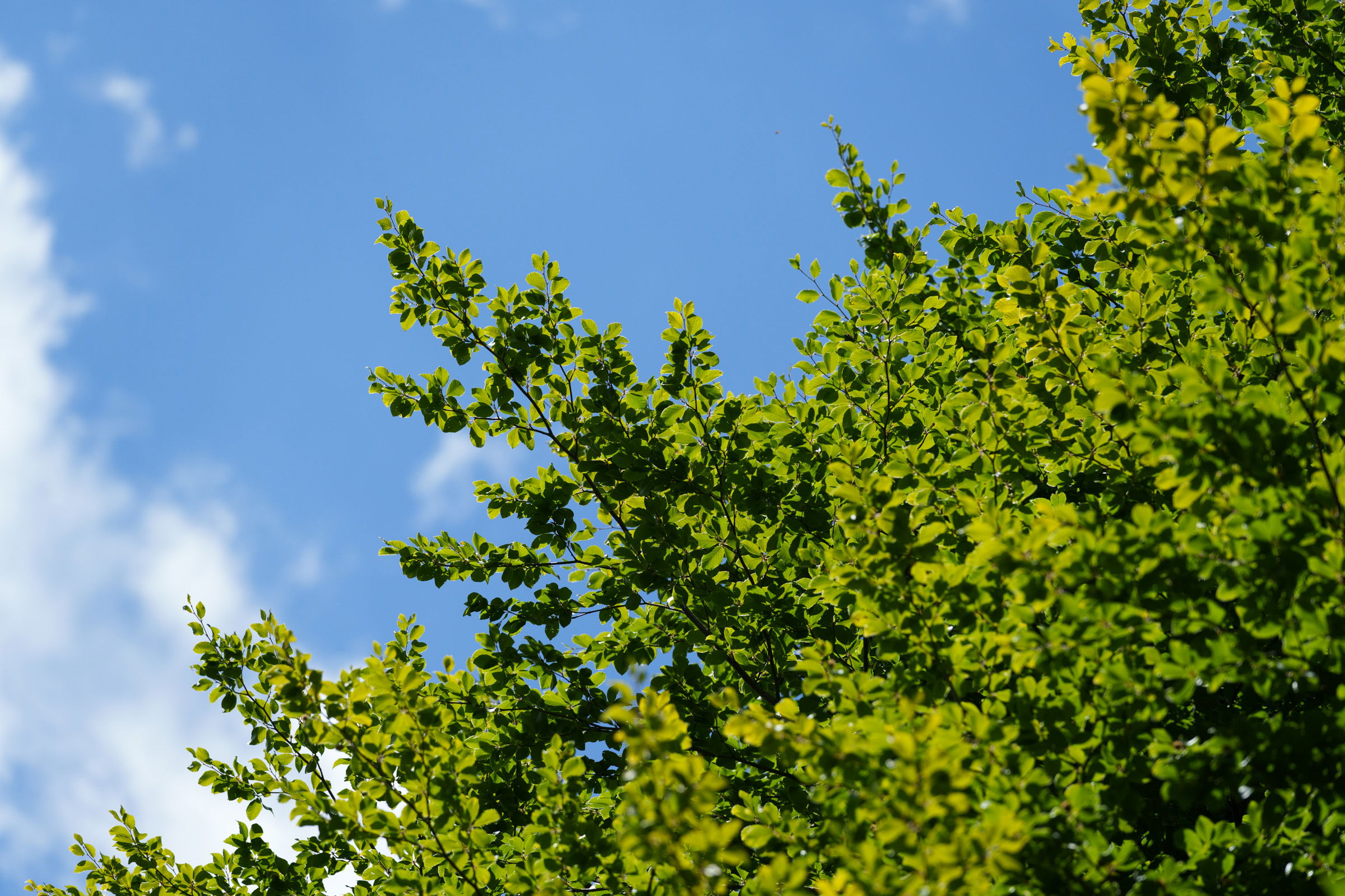 Több mint hatvan hektárral növelnék az erdős területeket Bihar megyében