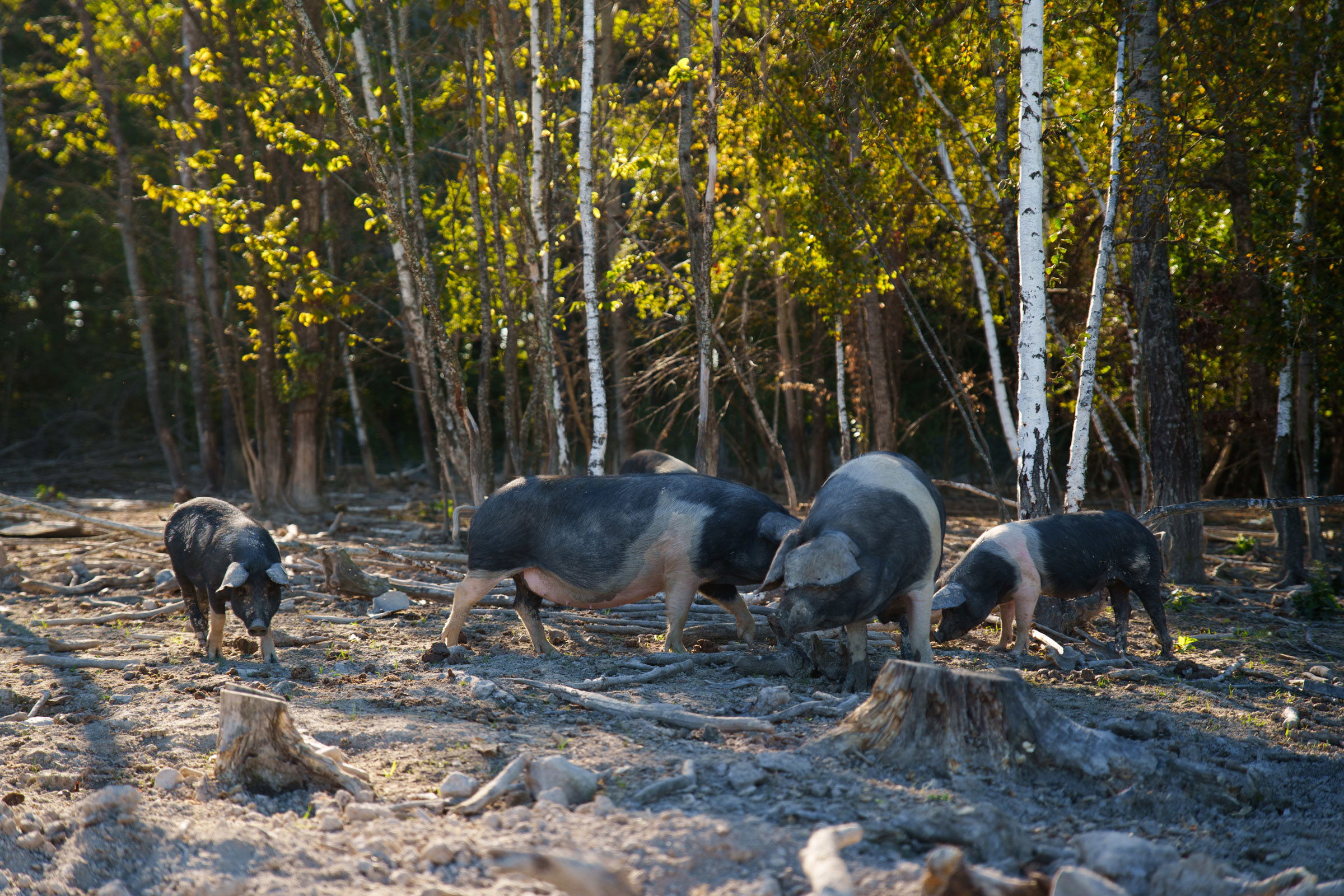 Élelmiszerbiztonsági igazgatóság: négy új sertéspestis fertőzésgócot azonosítottak Bihar megyében