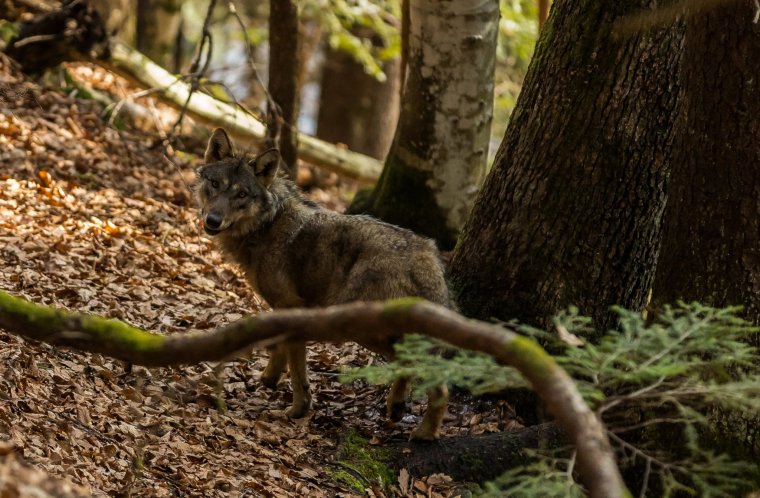 Farkas járt egy belényesi ház udvarán   