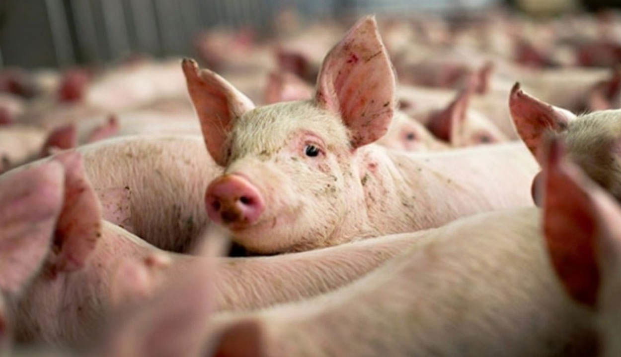 Két új afrikai sertéspestis-gócot azonosítottak Biharban