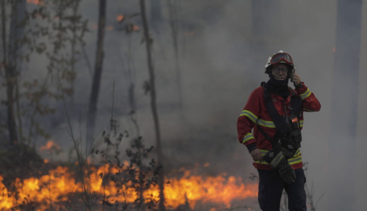 Közel 500 erdőtűz volt az év első 11 hónapjában az állami erdőkben