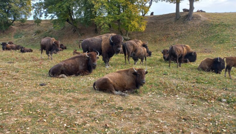 Sokkoló állapotok egy bölényfarmon: több mint kétszáz oszlófélben lévő állattetemet találtak