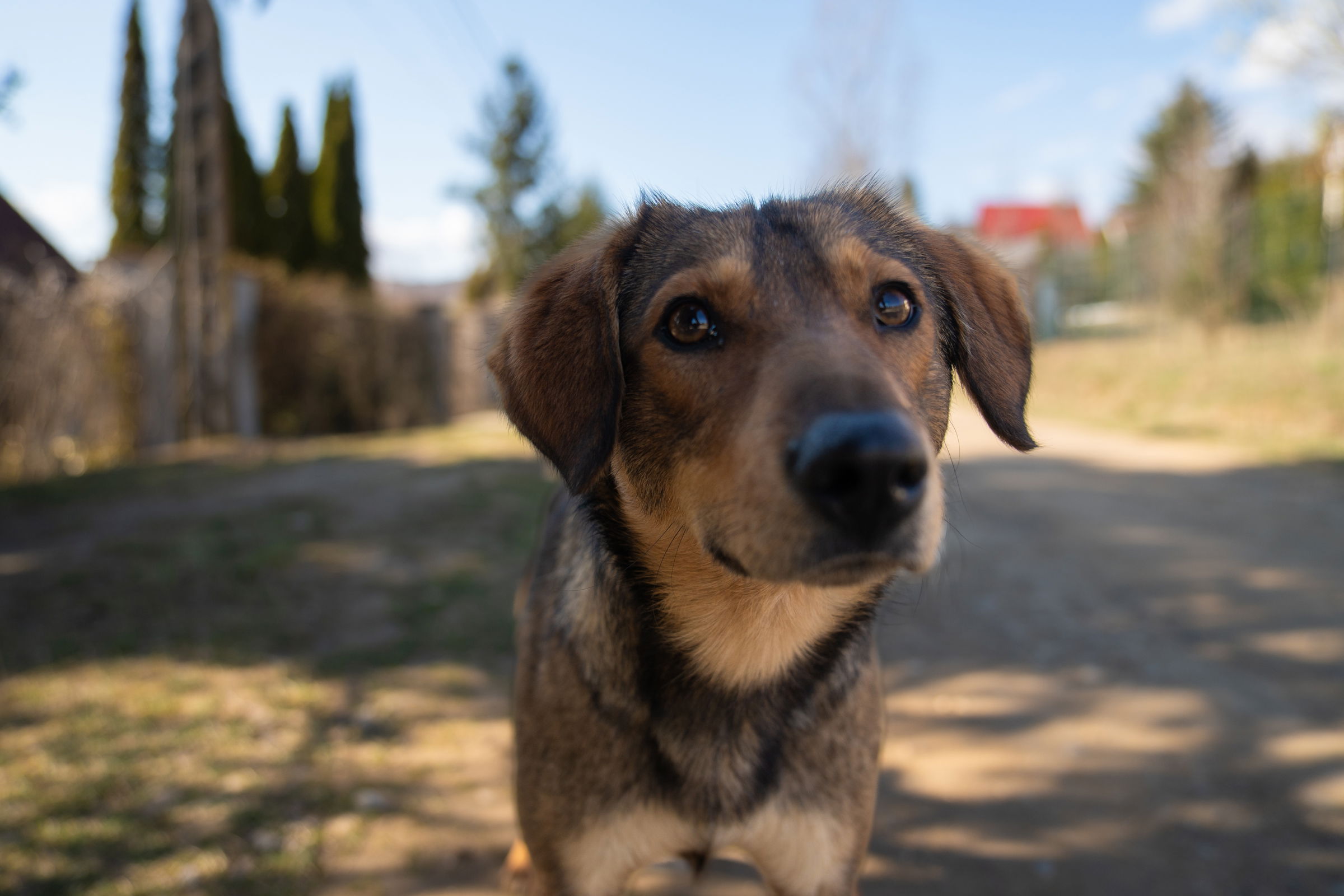 Megkezdik a kutyák kötelező oltását és féregtelenítését Váradon