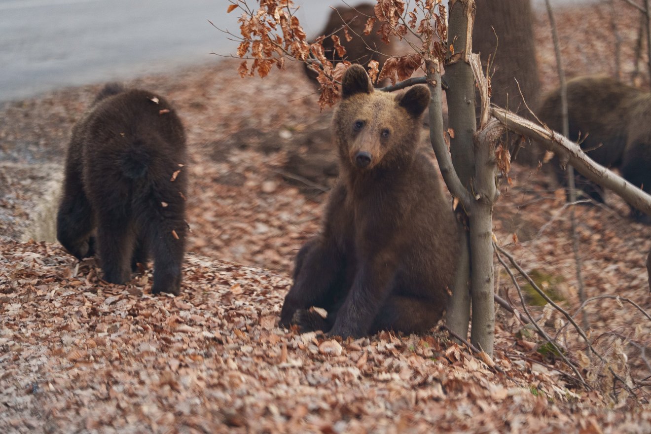 Több mint tízezer barnamedve él Romániában