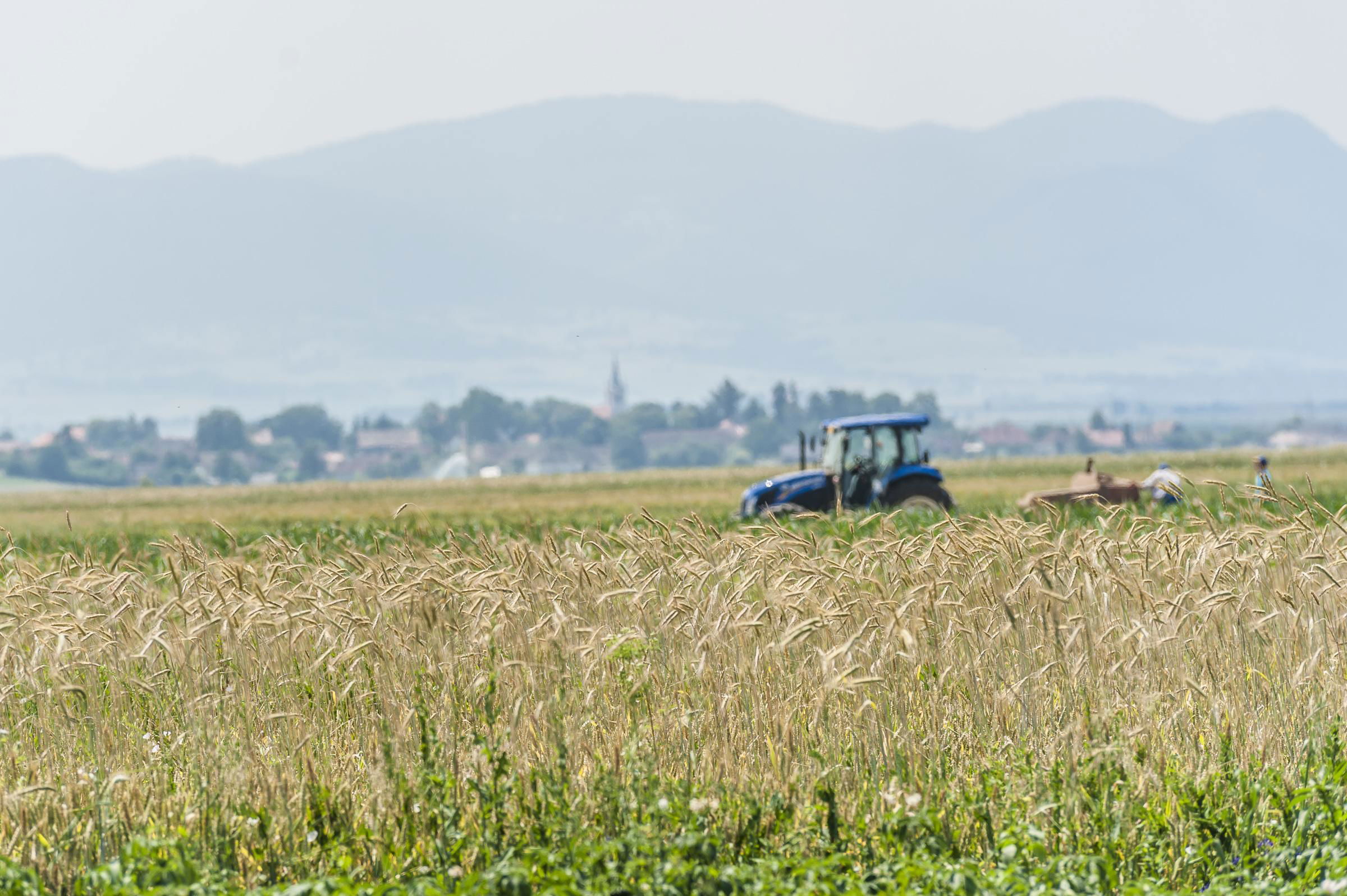 Kiemelkedő búzatermésre számíthatunk idén