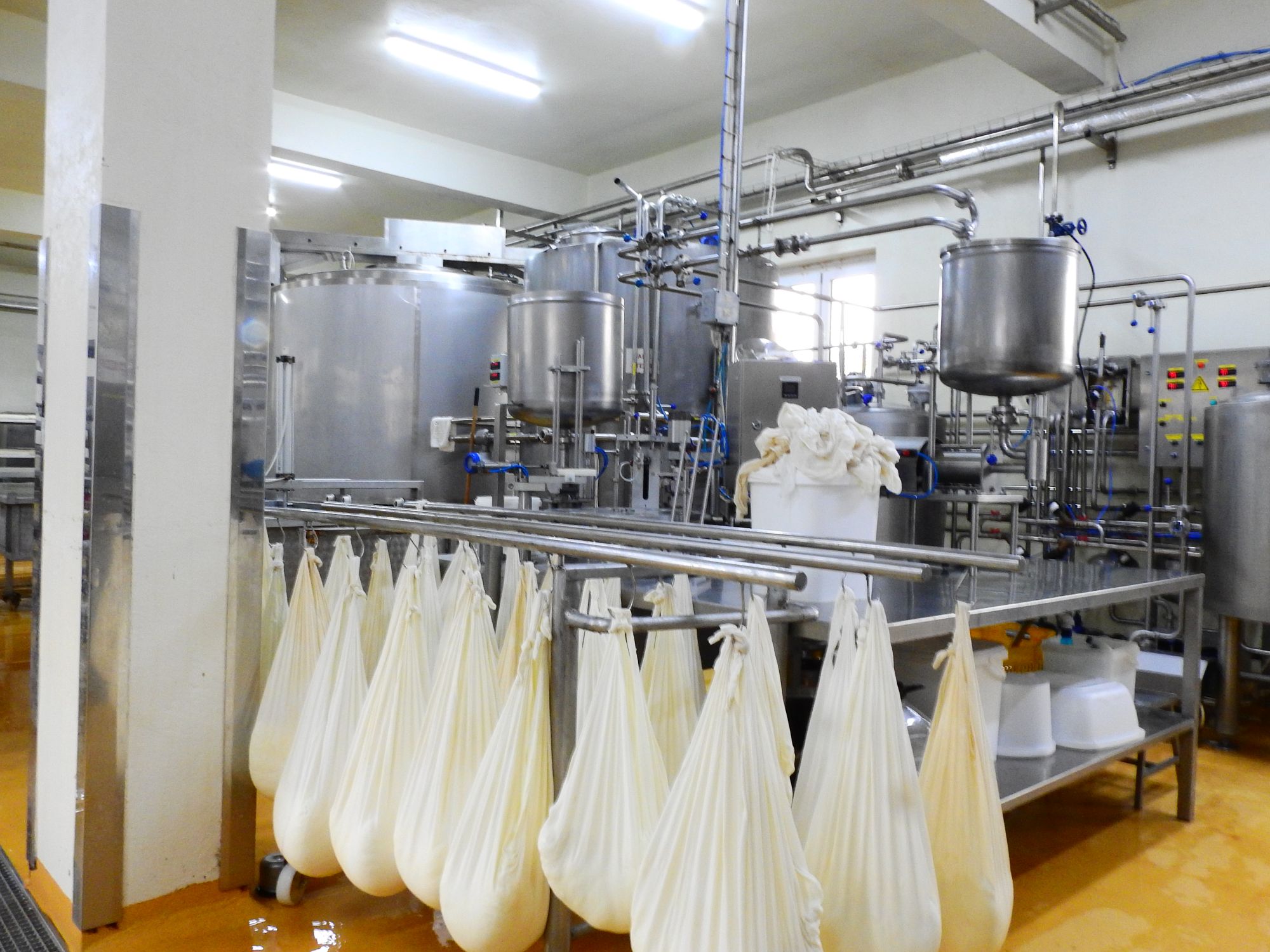 Tejválság Romániában: import terhe nyomja a hazai gazdák vállát