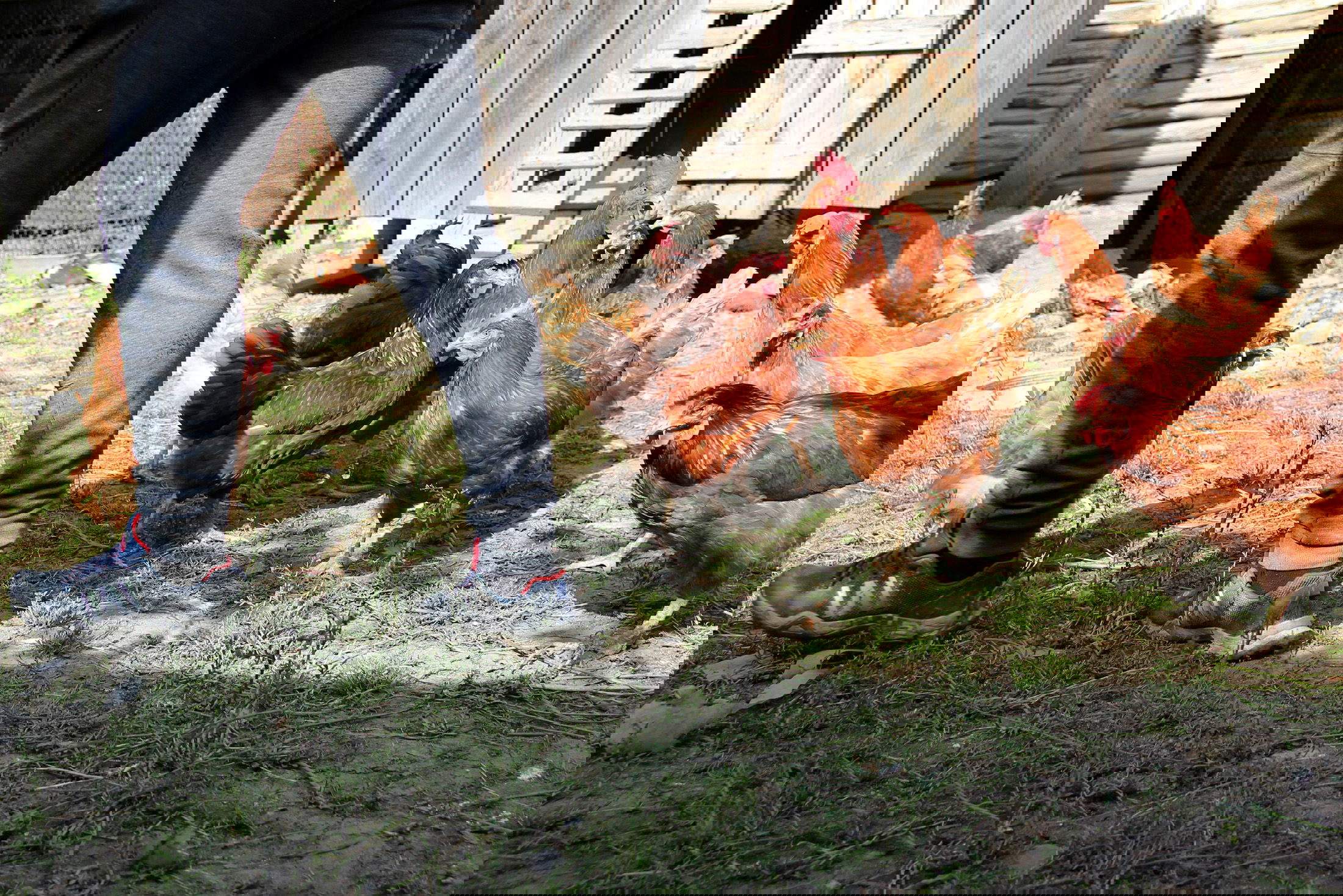 Madárinfluenzát észleltek Kolozsvár térségében, szigorú intézkedéseket vezetett be az állategészségügyi hatóság