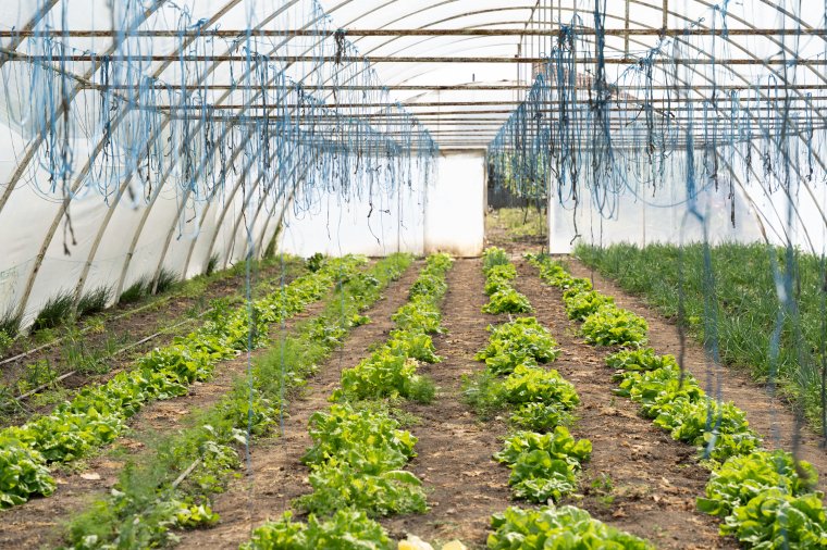 Közzétették az agrárpályázatok naptárát