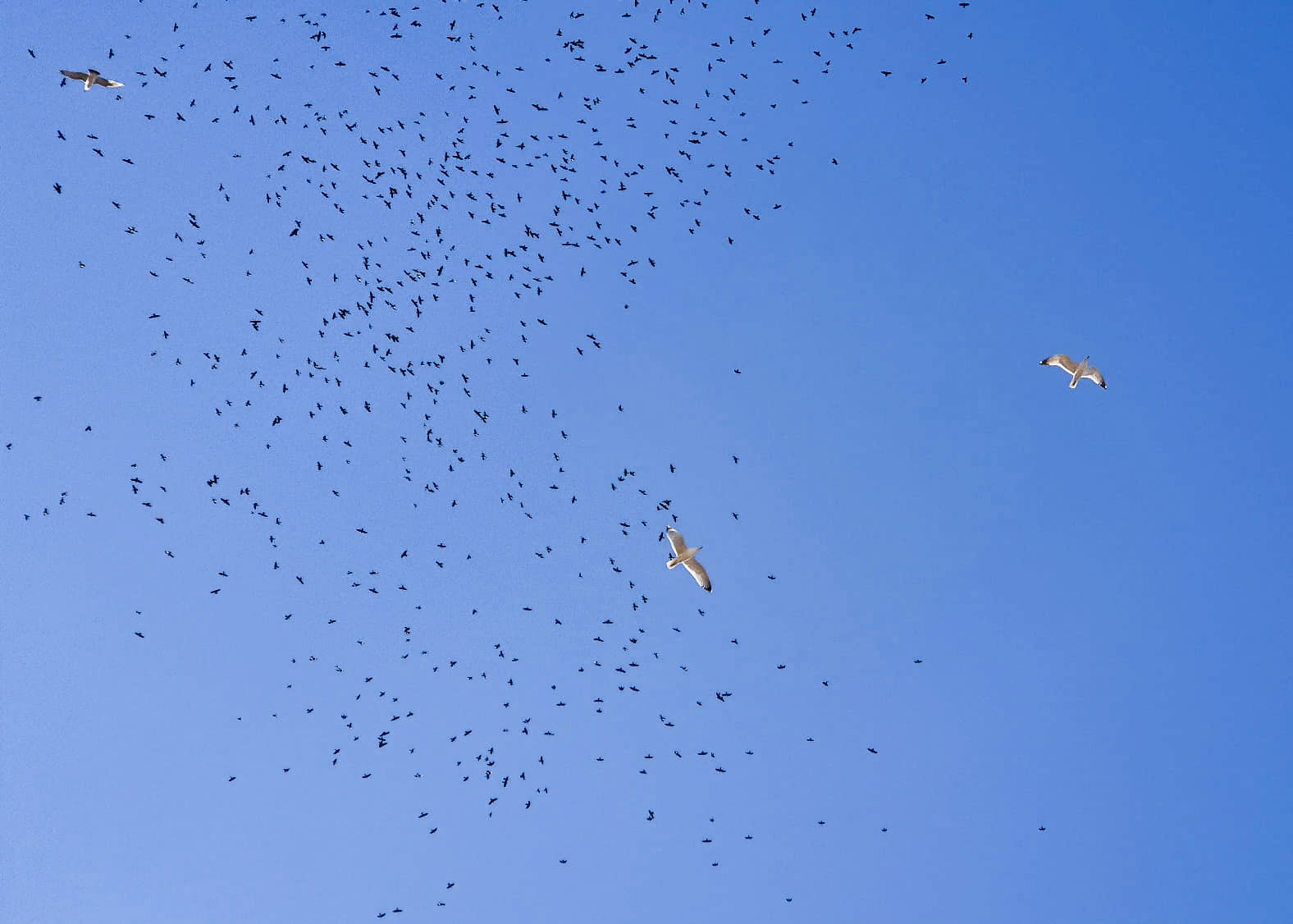 Minden adat számít: tízéves az OpenBirdMaps, a Milvus közösségi madártérképe (VIDEÓ)