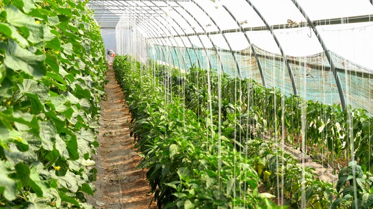 Nagyberuházások előtt áll Bihar megye agráriuma