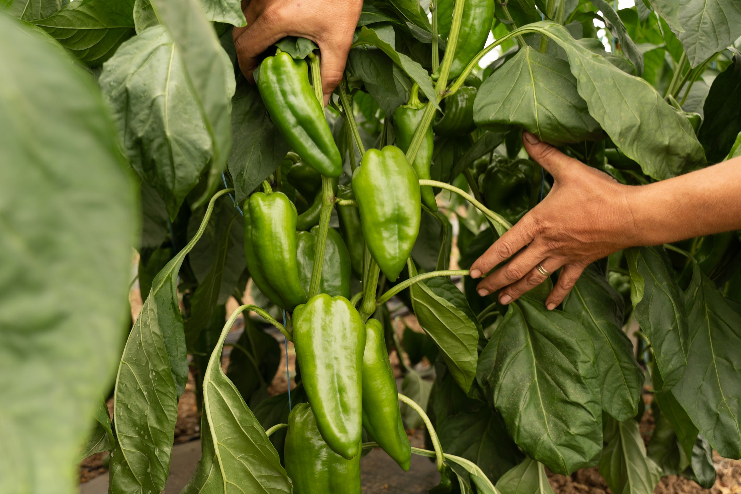 Napokon belül elindulnak a mezőgazdasági pályázatok