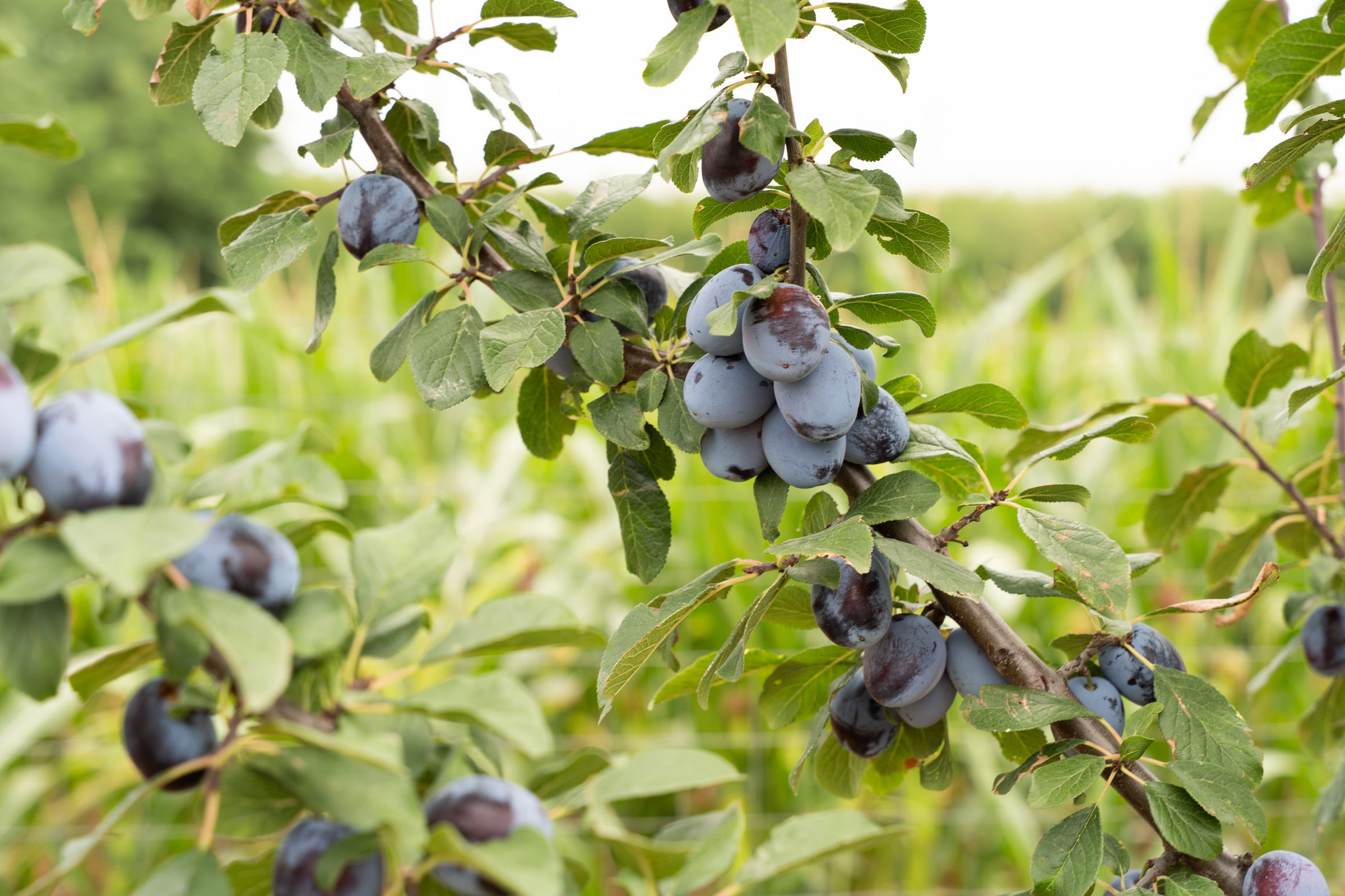 Támogatást kapnak a romániai gyümölcstermesztők és bortermelők