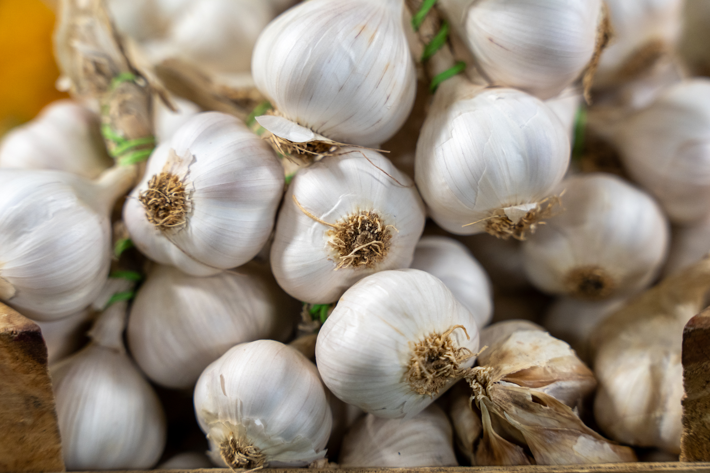 Újraindul a fokhagyma- és burgonyatámogatás: akár 3000 euró hektáronként