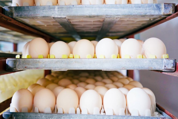 Másfél millió szalmonellával fertőzött tojást foglaltak le