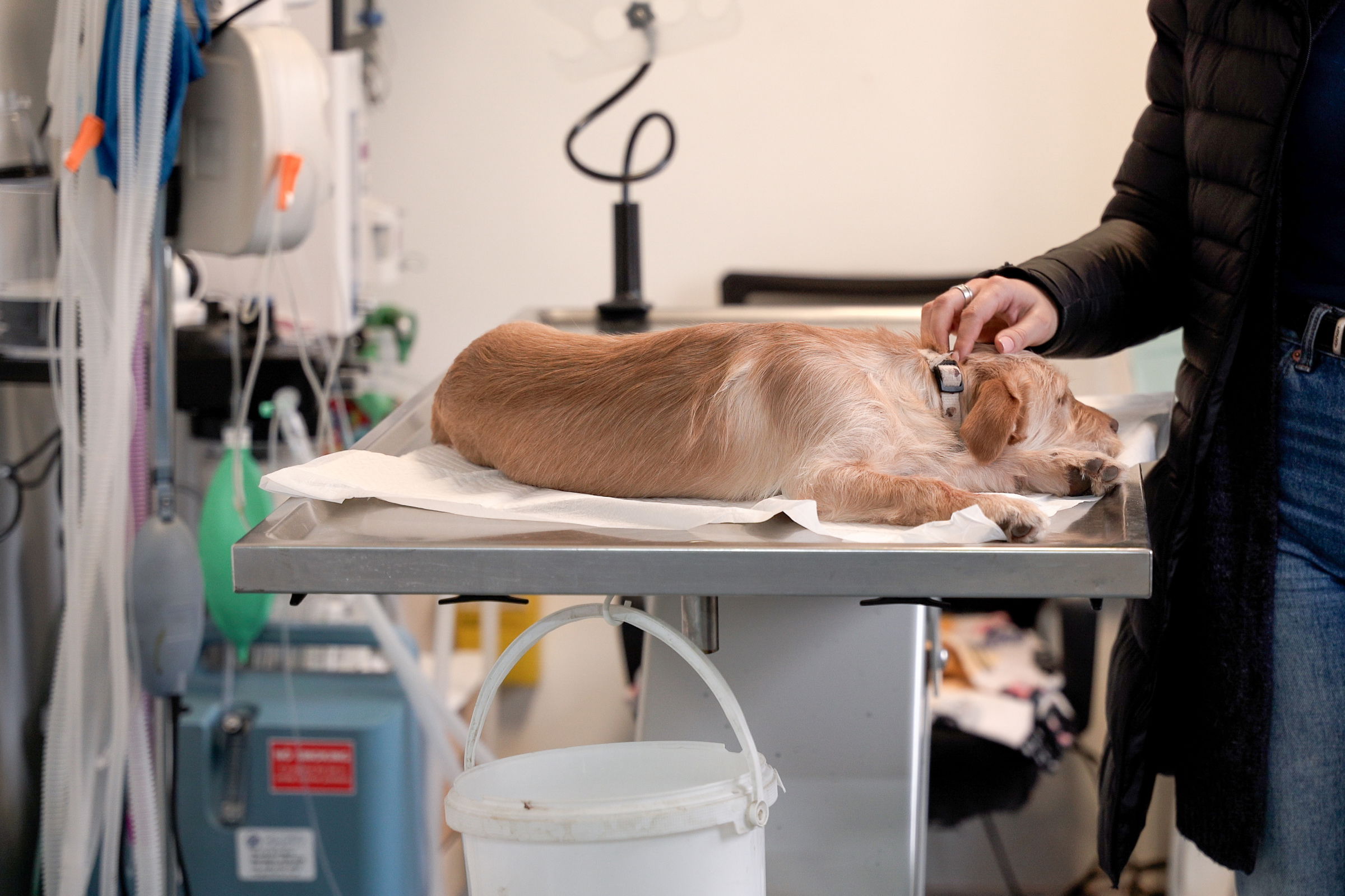 Meghosszabbítják a keverék kutyák ingyenes sterilizálási programját Nagyváradon