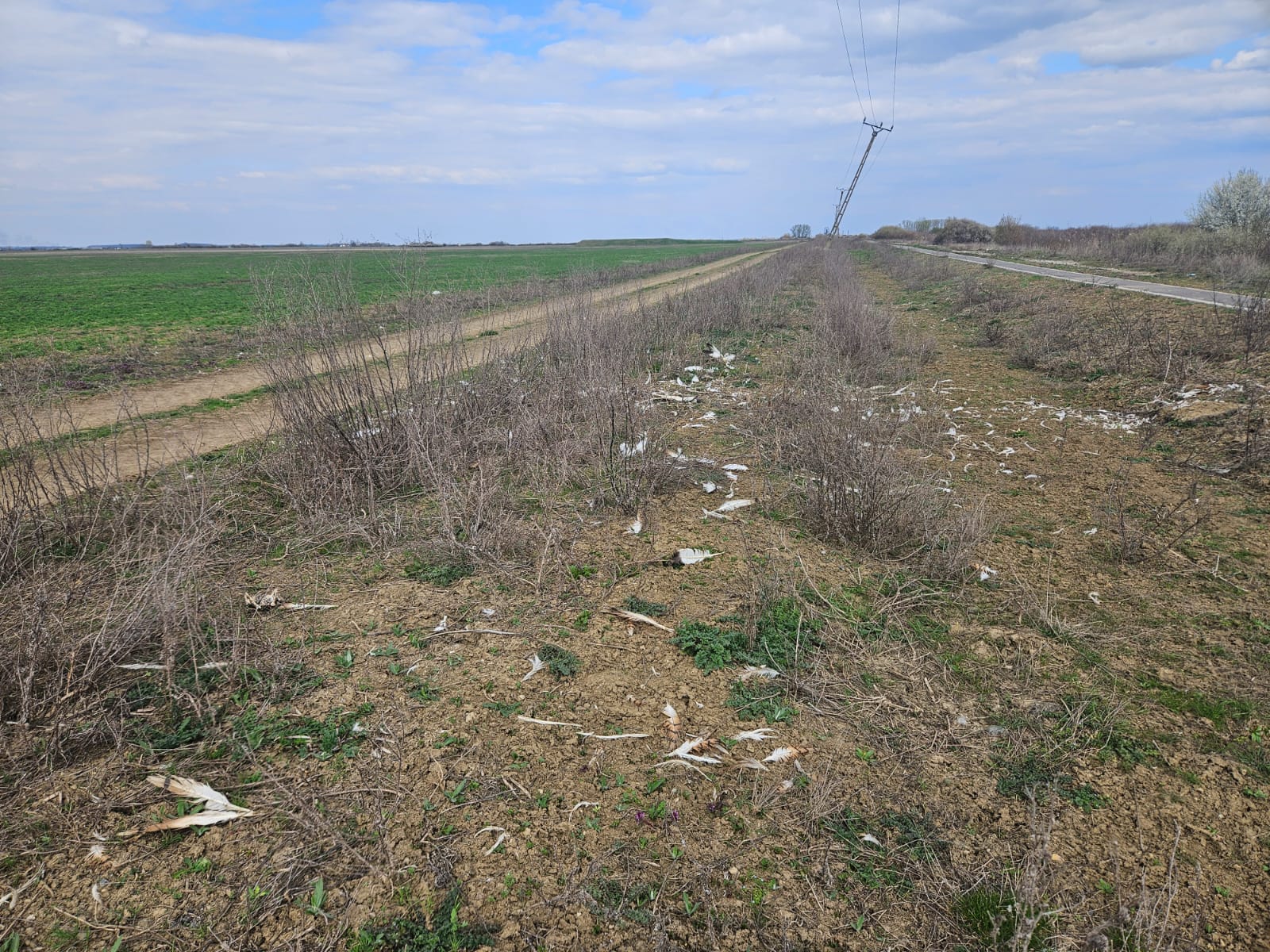 Túzokpusztulás Romániában: a Milvus szerint sürgős intézkedésekre van szükség