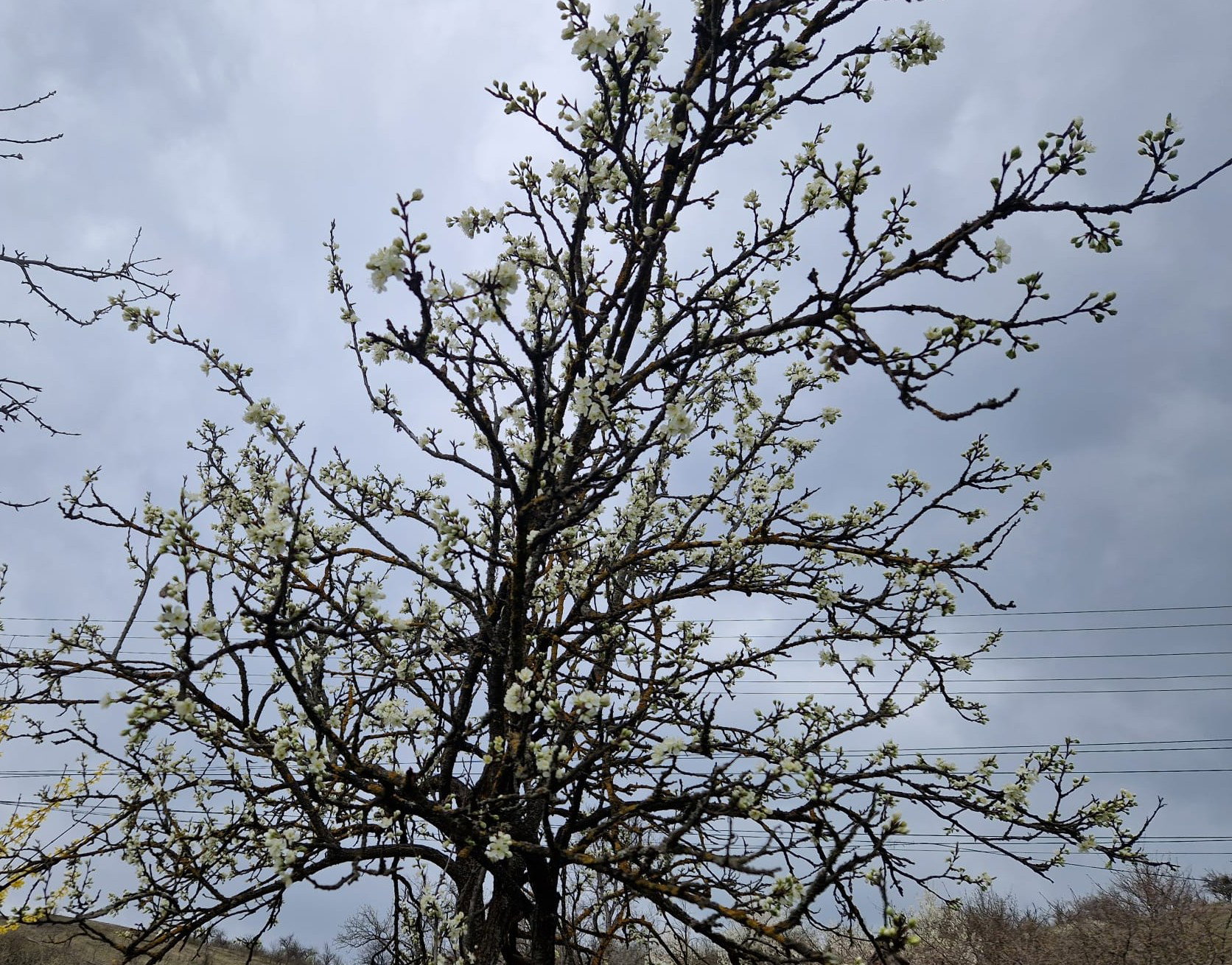 Virágzás után jön a baj: így lehet védekezni a tavaszi fagykár ellen