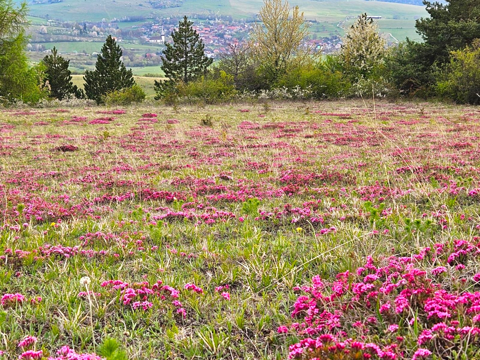 Még egy ideig megcsodálható Kalotaszeg egyik jelképe, a riszegvirág
