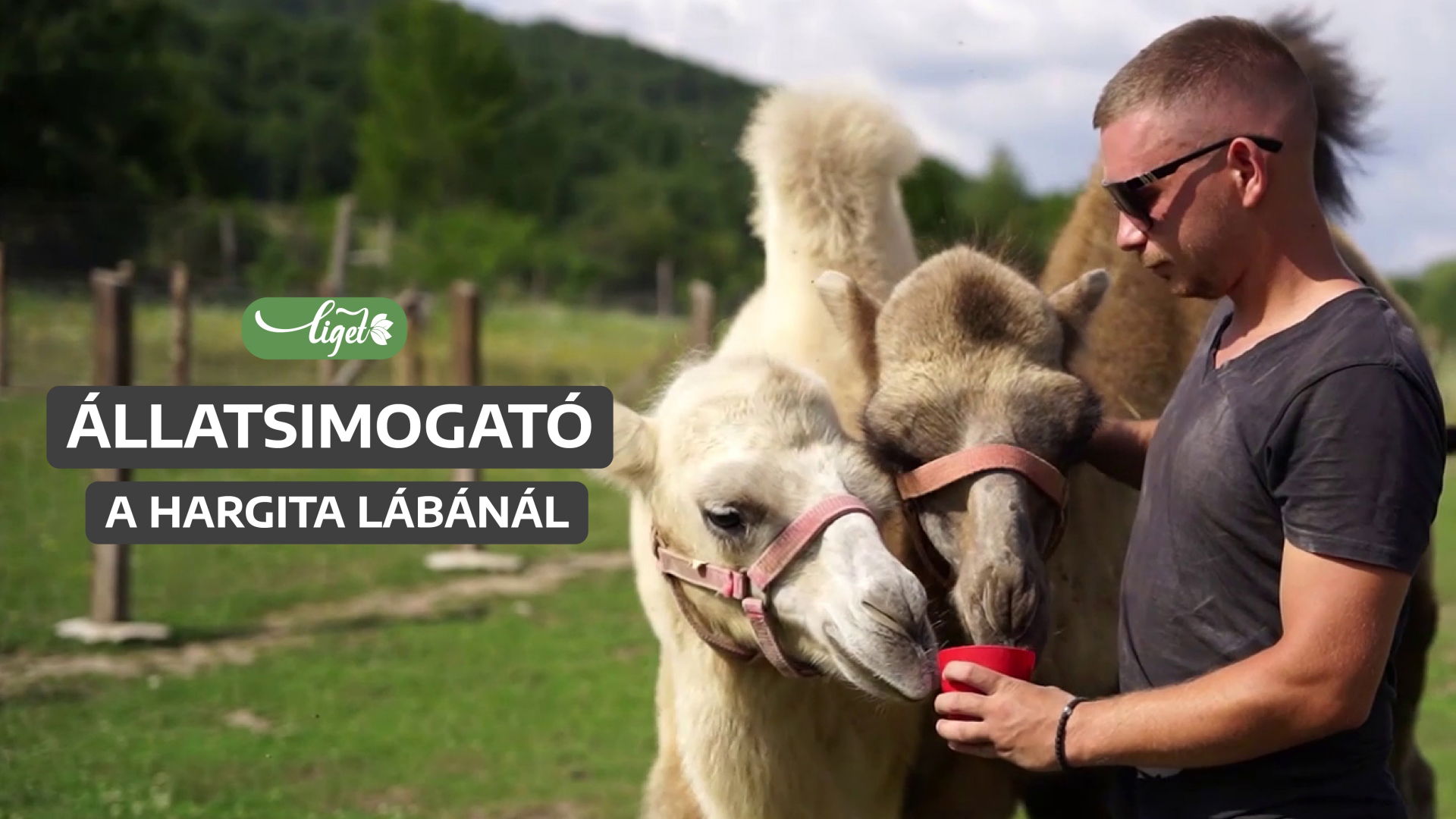Tevét, lámát, sőt akár alpakát is simogathatunk Székelyföldön