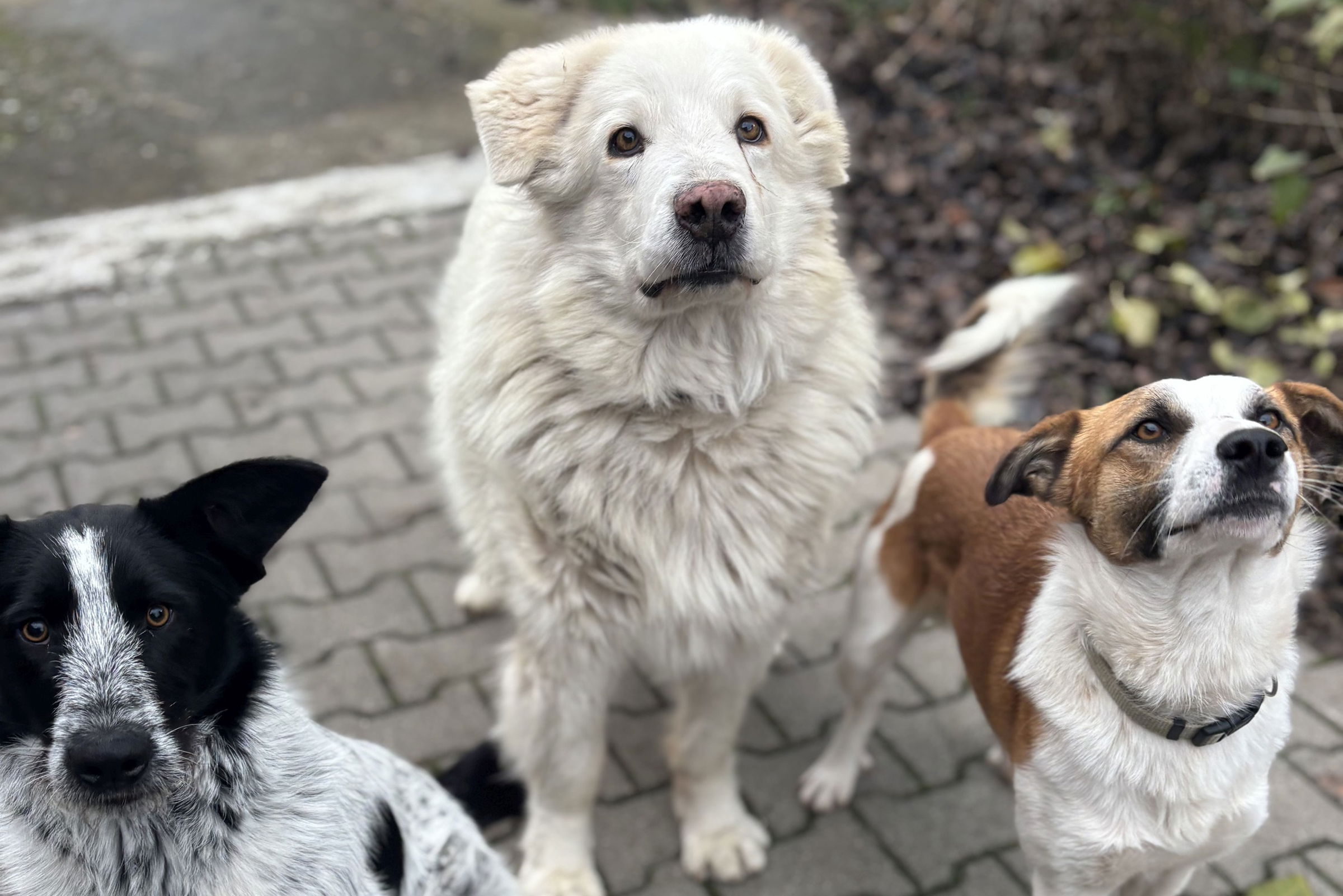 Állatbarát hétvége Nagyváradon: örökbefogadás, bemutatók és jótékonyság