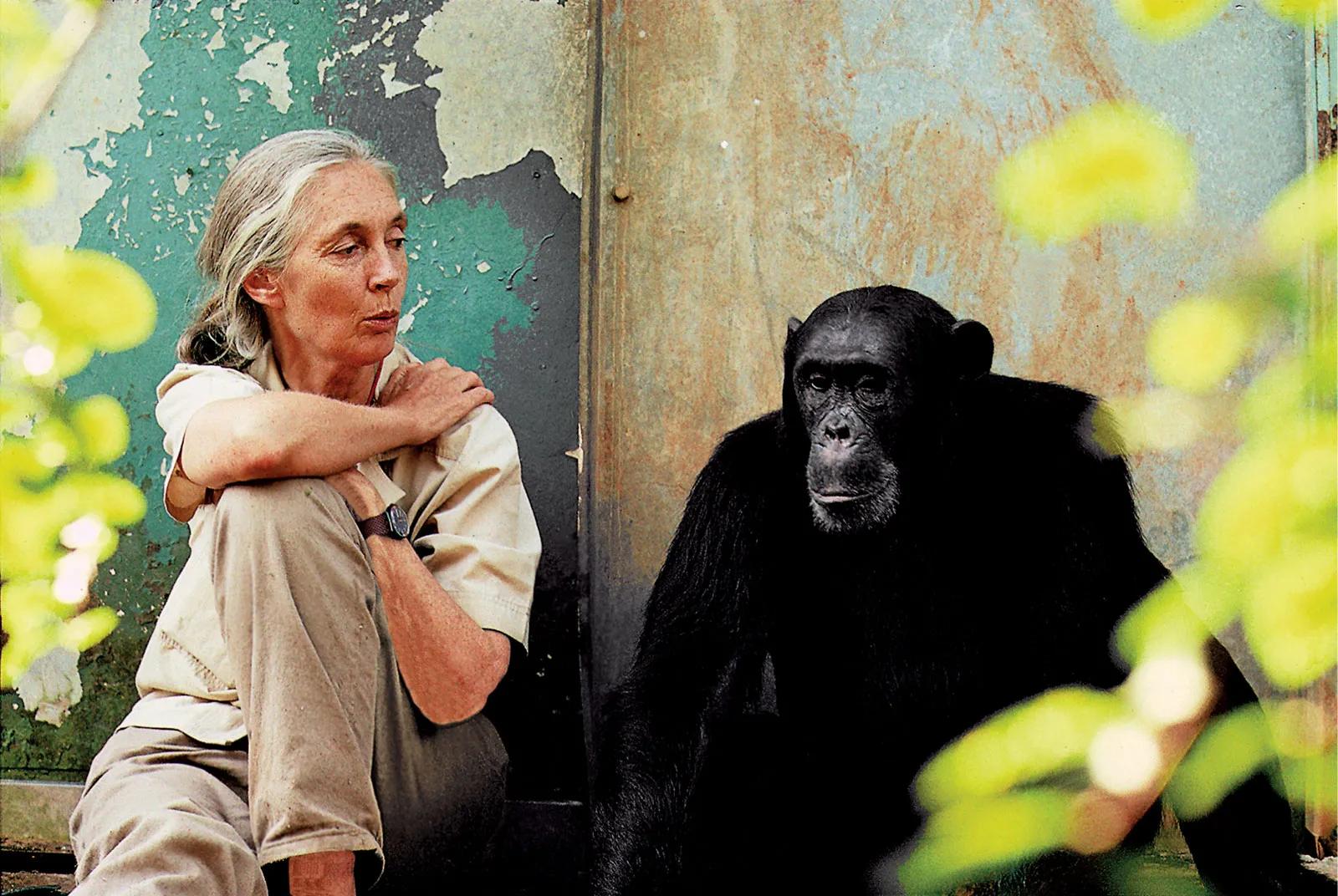 Elhunyt Jane Goodall brit főemlőskutató és környezetvédő