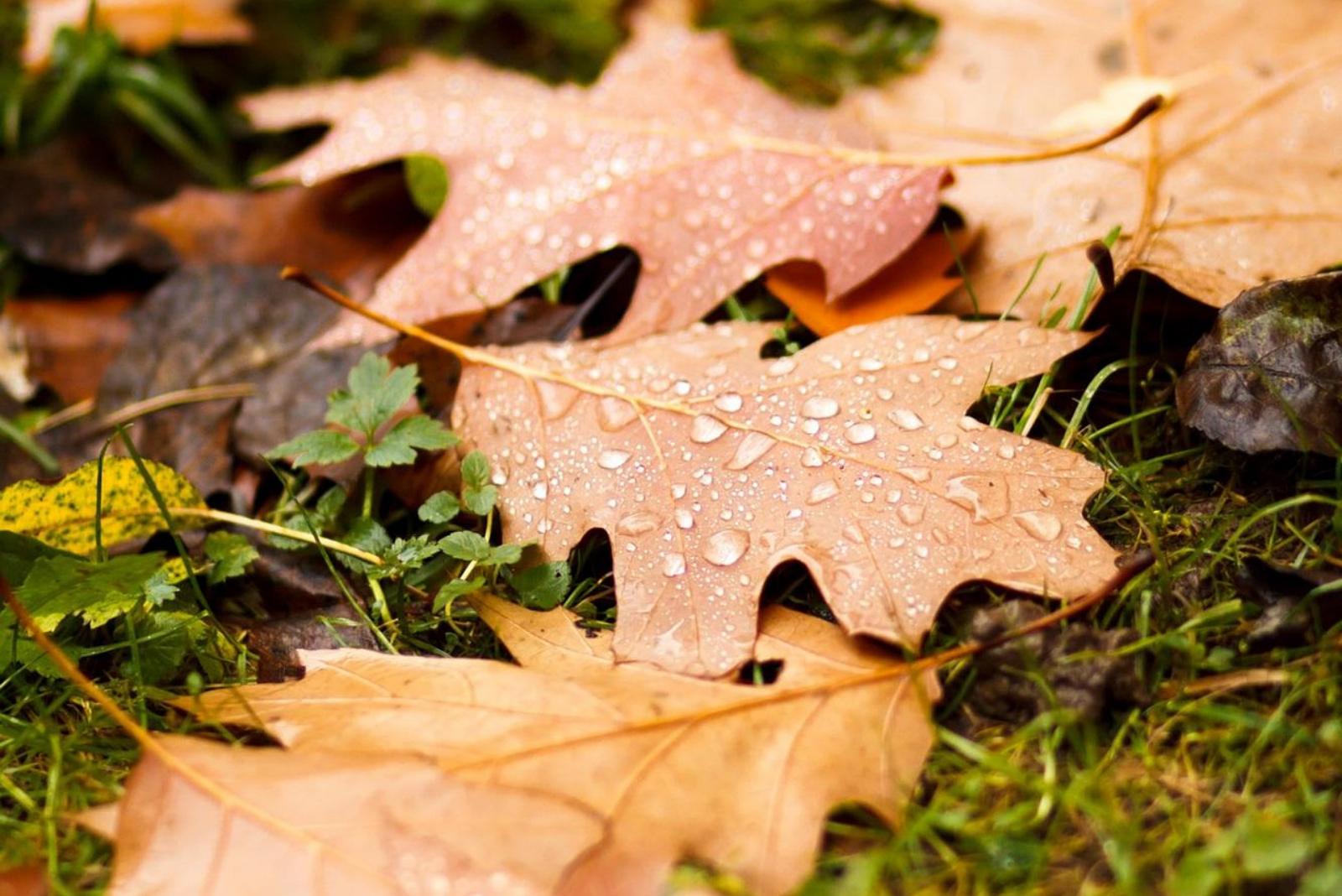 Felerősödő szélre figyelmeztető sárga riasztást adtak ki 22 megyére