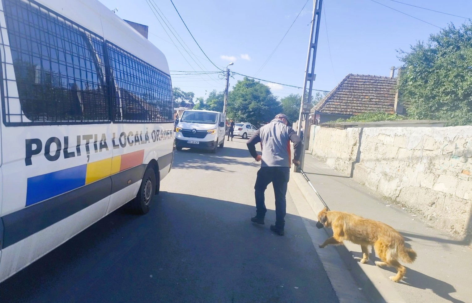 Nyolc kóbor kutyát fogtak be Váradon