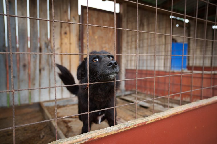 Állatvédelem Bihar megyében 2025-ben: mentések, ellenőrzések, intézkedések
