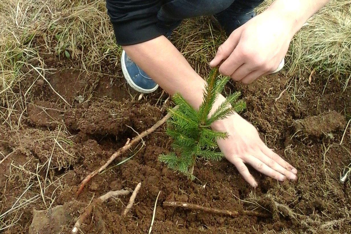 Erdőket telepítenek több Bihar megyei községben