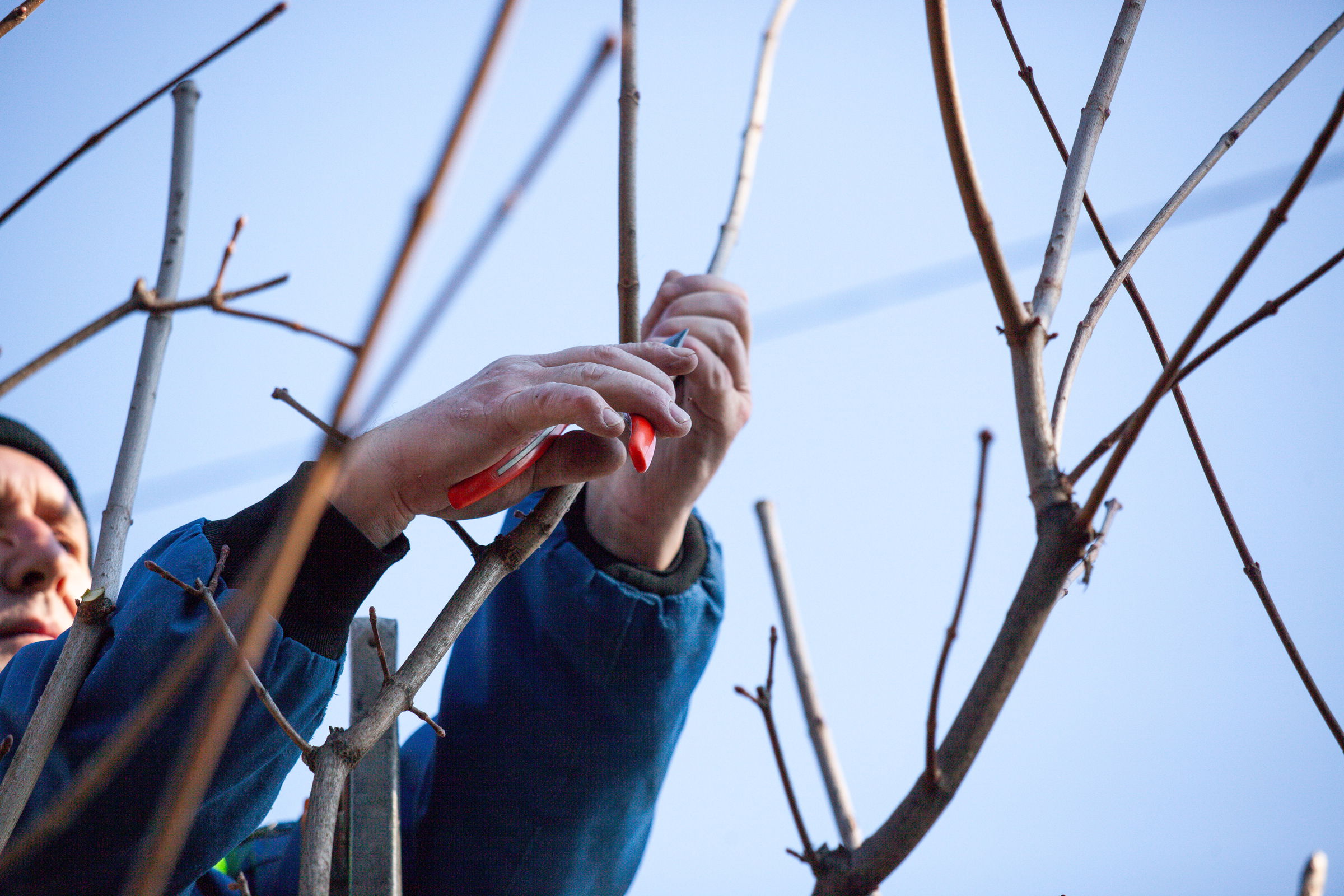 Metszésbemutatót tartanak Nagyváradon