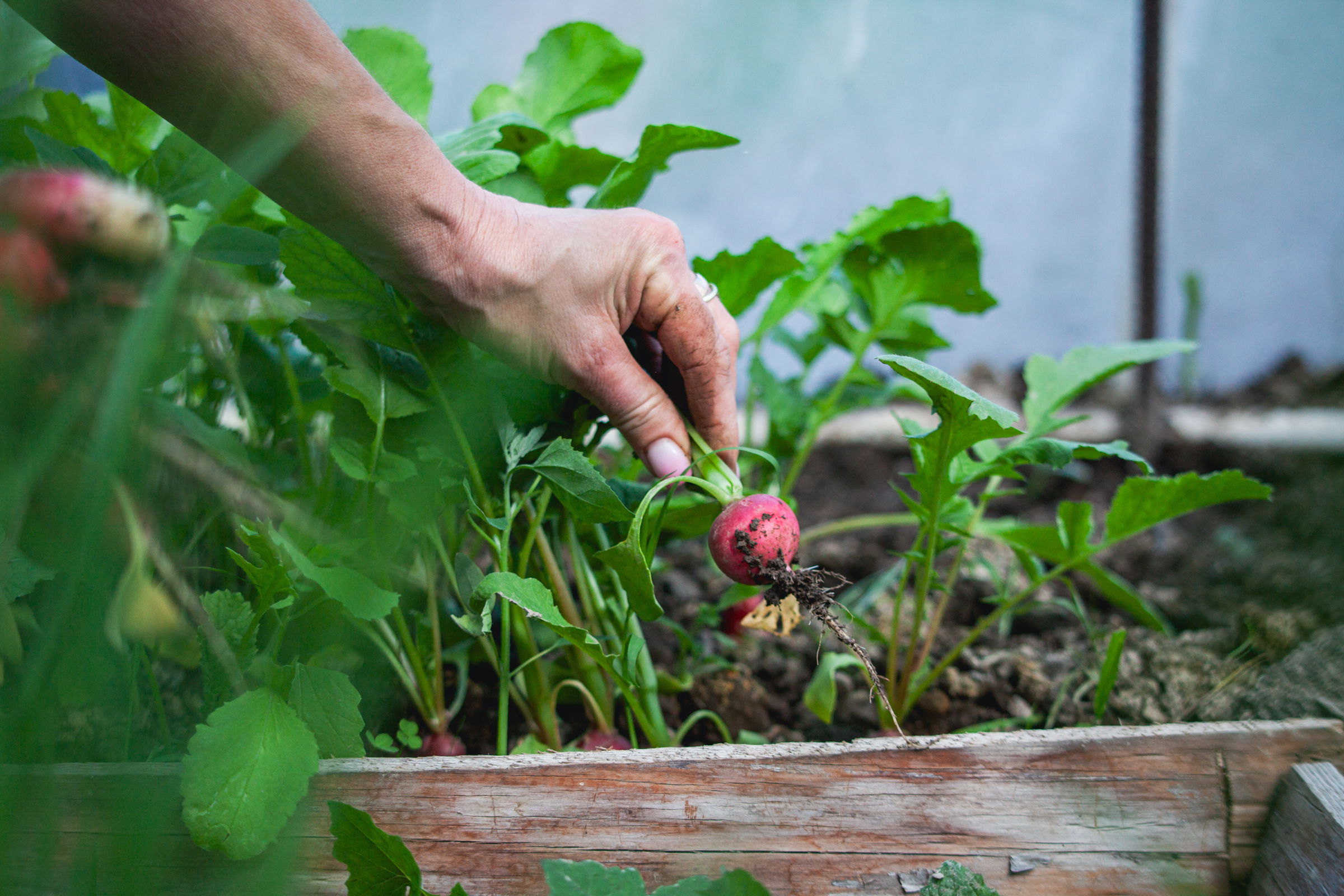 Nyugati trend érkezhet Nagyváradra: közösségi kerteket tervez létrehozni az önkormányzat