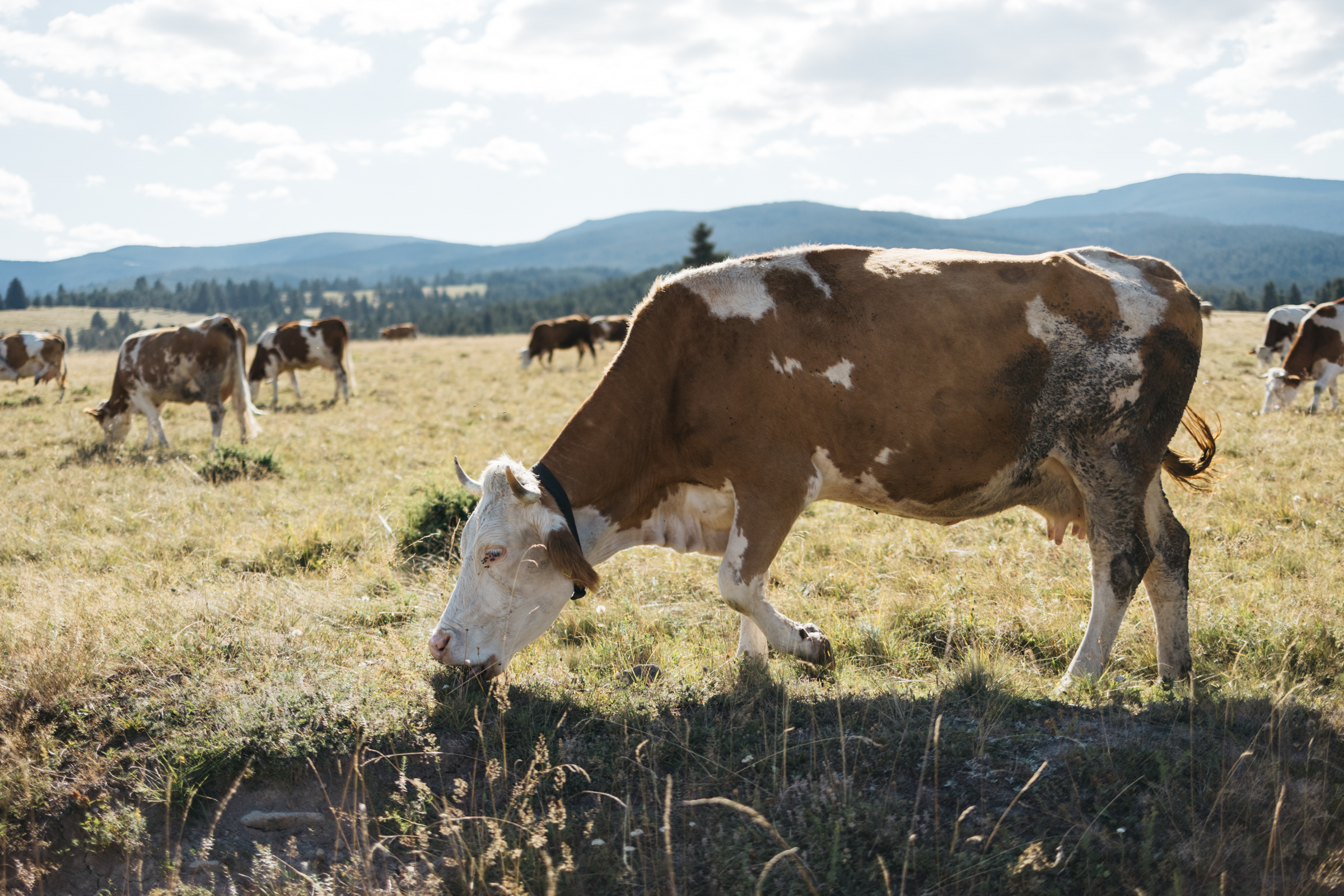 Szeptember elsejétől igényelhetnek támogatást a szarvasmarha- és sertéstartók