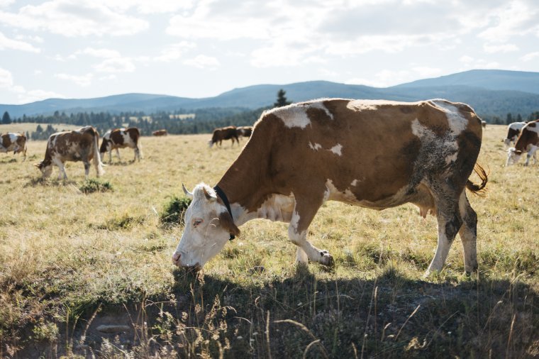 Szeptember elsejétől igényelhetnek támogatást a szarvasmarha- és sertéstartók