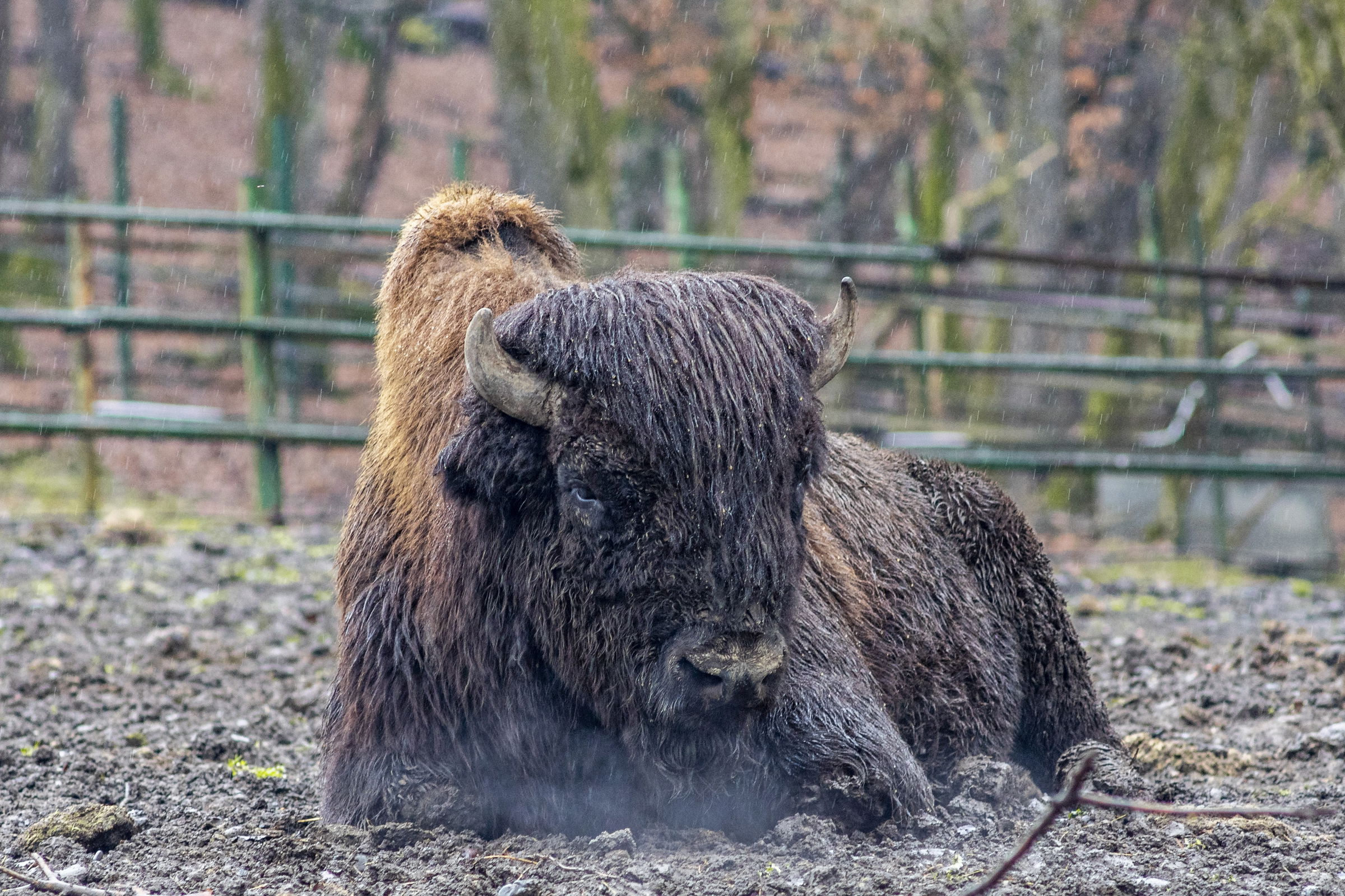 Kolozs megye: in rem eljárás indult a récekeresztúri bölényfarmon elpusztult állatok ügyében