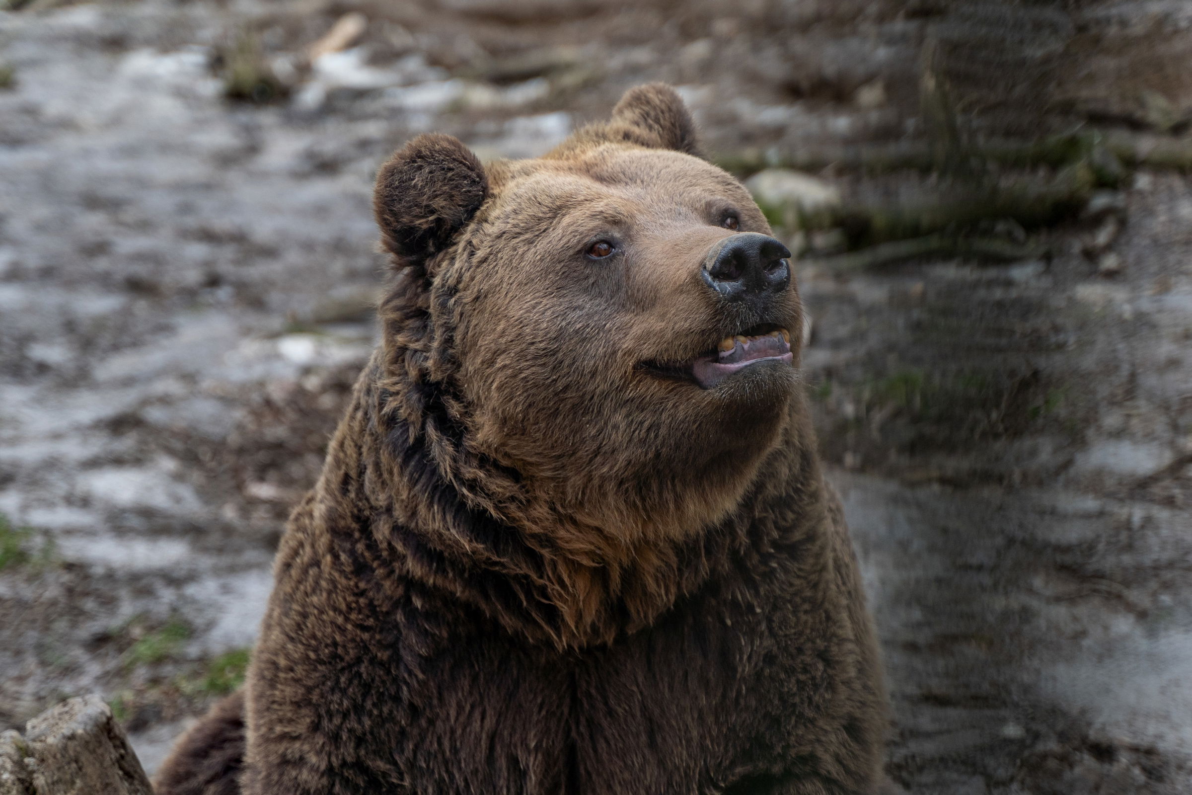 Újabb medvetámadás történt: erdei sétából veszélyes találkozás lett
