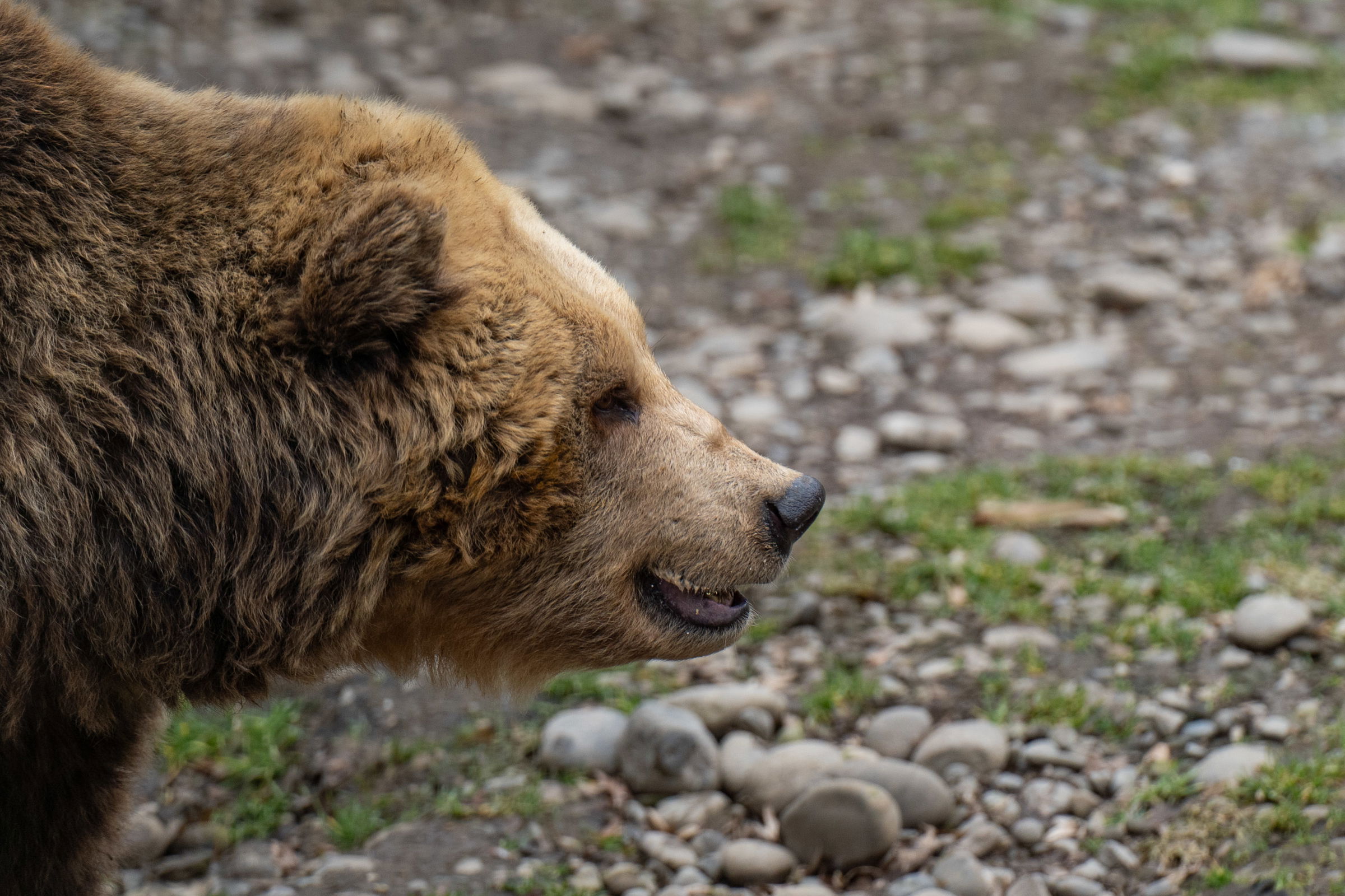Bocsos medve támadt a pásztorra Marosszéken