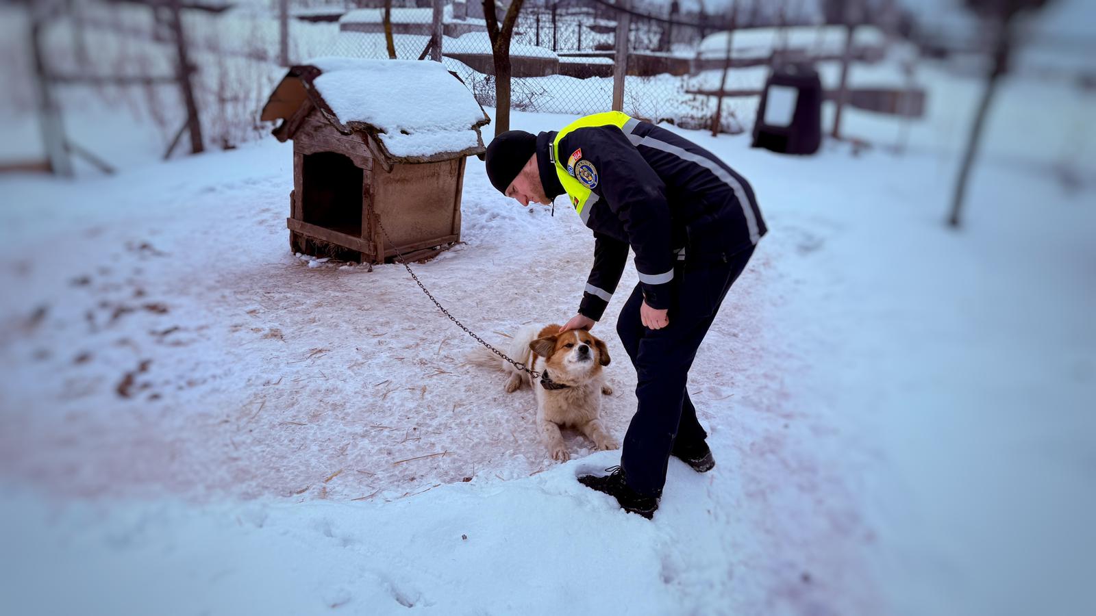 Törvényjavaslat: véget vetnének a kutyák állandó láncon tartásának